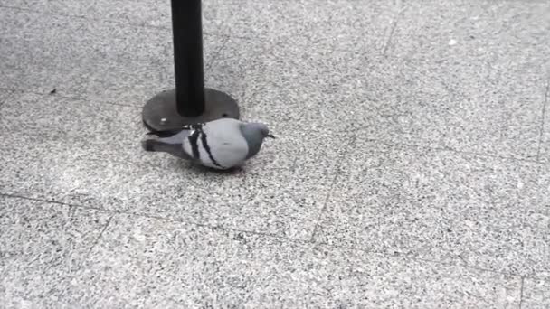 Pigeon Promenant Sur Sol Picorant Italie Italienne Gare Intérieur — Video