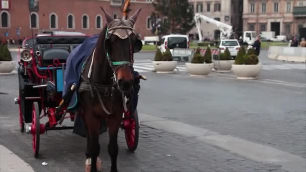 馬のバギーキャリッジは バックグラウンドで通過し ズームアウト車のトラフィックとダウンタウンでイタリア — ストック動画