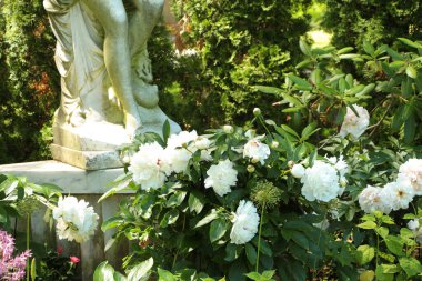 Arkasında heykel olan beyaz şakayık çiçekleri