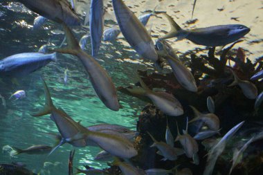 Akvaryum akvaryumunda yüzen büyük balıklar