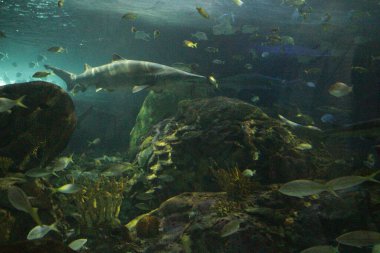 Ripleys Akvaryum Toronto Akvaryum tankında birlikte yüzen büyük ve küçük balıklar