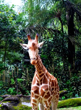 Bilimsel adı Zürafa olan zürafa hayvanat bahçesinde camelopardalis