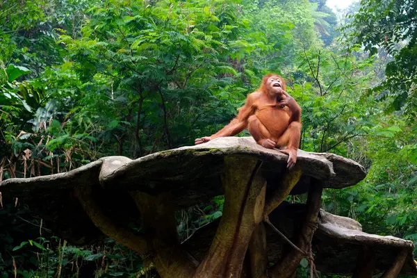 stock image An Orangutan with the scientific name Pongo is sitting on a rock in the zoo forest