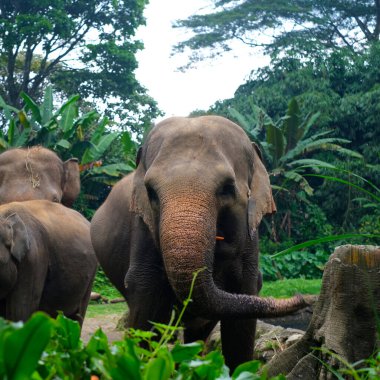 Bilimsel adı Loxodonta olan bir fil sürüsü Endonezya Hayvanat Bahçesi 'nde