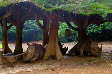 Bilimsel adı Rhinocerotidae olan bir gergedan sürüsü bir Endonezya hayvanat bahçesinde barınıyor ve uyuyor.