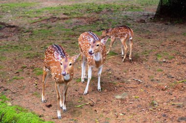 Endonezya hayvanat bahçesinde benekli geyik, geyik, eksen ya da çita sürüsü bulunur.