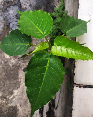 Beton binaların arasında yetişen bilimsel adı Ficus Reliosa olan kutsal incir ya da Bodhi ağacı genellikle dikiz ağacı ya da pipala ağacı olarak adlandırılır. Her yerde yetişmesi çok kolay bir ağaç.
