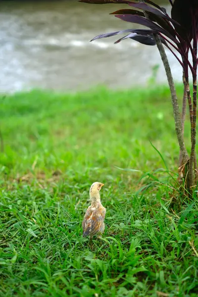 stock image A cute chick is standing watching something with an out-of-focus river in the background