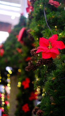 Kırmızı çiçekli Noel ağacı, çam kozalakları ve bokeh arka planlı Noel ışıkları. Derin alan seçici odak
