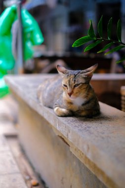Bahçede çimentoda tembellik eden bir kedi var.