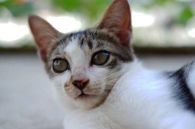 Sevimli beyaz kedi gözleri. Derin alan seçici odaklı kedi gözleri. Bokeh arkaplanı