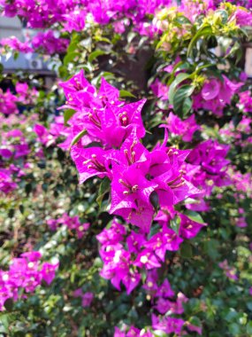 Bilimsel adı Bougainvillea glabra olan az gelişmiş bougainvillea ya da Mor Kağıt Çiçeği. Küçük dikenli çalılara tırmanıyor..