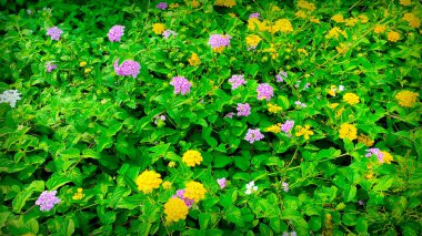 Dense green plants with yellow and purple Lantana flowers. Nature background suitable for wallpaper. clipart