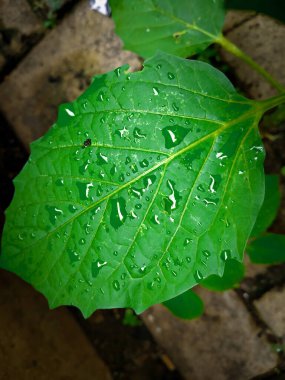 Canlı yeşil yaprakların taze yağmur damlalarıyla parladığı yakın çekim. Alan bileşiminin derinliği.
