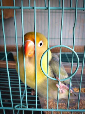 Turuncu gagalı, turkuaz bir kafesin içinde mutlu mesut tünemiş, parlak sarı bir aşk kuşu. 5 Ocak 'ta Ulusal Kuş Günü. Bilim adı Agapornis