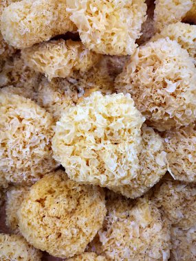 Kurumuş kar mantarı yığınları, okaliptüs ahşap kulak ya da Tremella fuciforis olarak da bilinir. Bu mantar, sağlık yararları için geleneksel bir ilaç olarak yararlıdır. Asya bitkisi mutfağı.