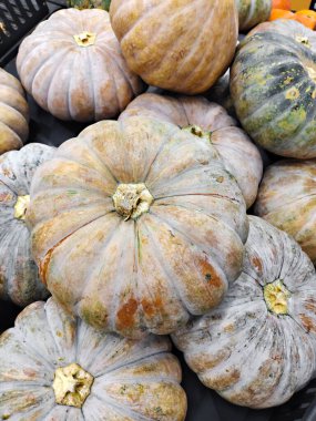 Bolca kabocha kabağı koleksiyonu.