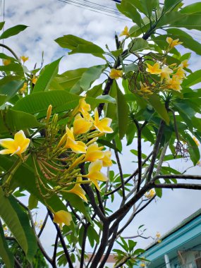 Çiçek açmış bir frangipani ağacı ya da yaygın olarak Kemboja çiçeği olarak adlandırılan parçalı bulutlu bir gökyüzü
