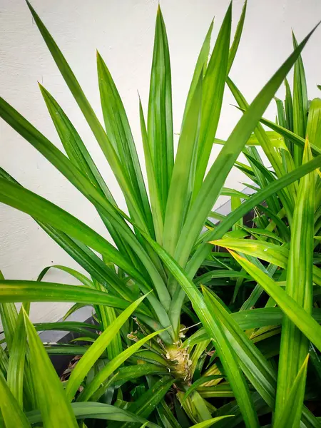 Parlak yeşil pandan yaprakları, uzun ve ince, yukarı doğru basit beyaz bir arkaplan üzerinde ışıldar..