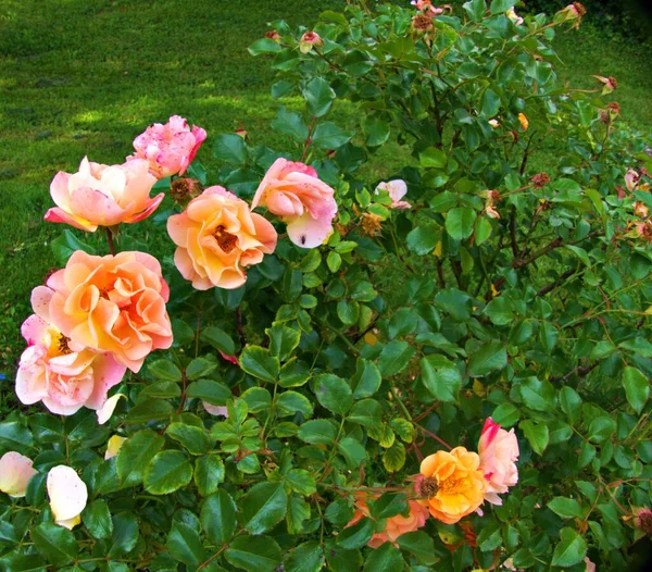 Belles Fleurs Rosas — Fotografia de Stock