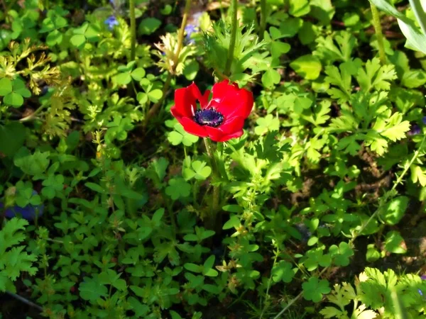 Belle Fleur Anemone Couronne — Foto Stock