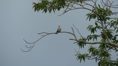 Tourterelle poz ver.