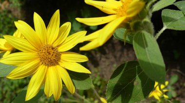 Bahçedeki sarı çiçekler