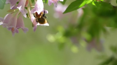 Fleur de Weigela avec bourdon