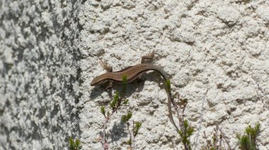 Fotoğraf d 'un lezard grimpant sur un mur