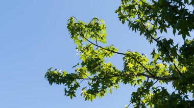 Fotoğraf: d 'un arbre avec ses feuilles montant vers le ciel