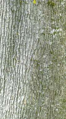 Fotoğraf: d 'un tronc de bouleau avec ses ecorces pris en makro