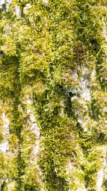 Un tronc de bouleau pris en makro avec du lichen