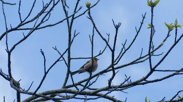 Fotoğraf d 'un pinson pos sur une branche de chataignier