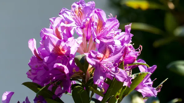 Fotoğraf d 'un rhododendron mor pris in makro