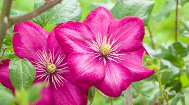 Fotoğraf de deux clematites prise in makro