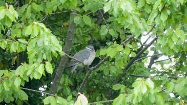 Foto d 'une Tourterelle poz ver.