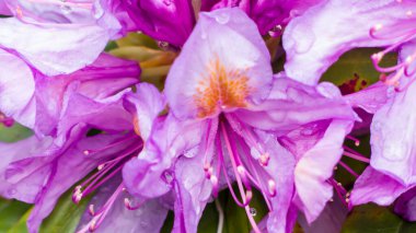 Fotoğraf de fleurs de rhododendron sous la forme d 'une corolle