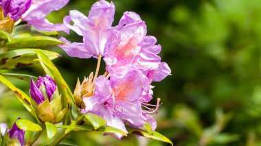 Fotoğraf de fleurs de rhododendron en makro