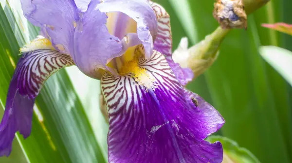 Fotoğraf d 'un joli iris de couleur violette prise in makro