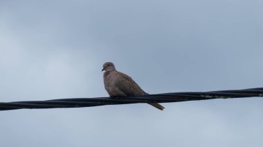 Photo d'une tourterelle posee sur un fil electrique