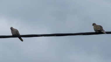 Photo d'un couple de tourterelles pose sur un fil electrique