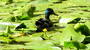 Fotoğraf d 'un canard avec des nenuphars en makro