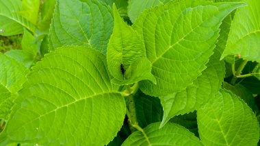 Fotoğraf d 'une dourmi posee sur une feuille d' hortensia