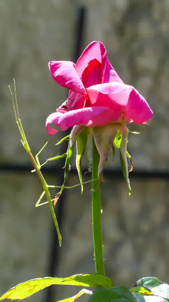 Fotoğraf d 'un fazme s' accrochant une une tige d 'une rose