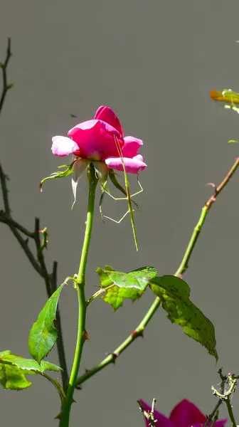 Fotoğraf d 'une rose you l' on peut voir un fazme s 'crocher a elle