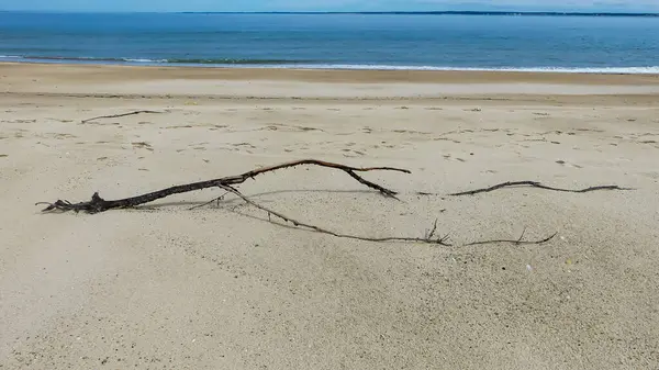 Une branche de bois poz le sbale