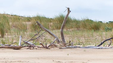 Fotoğraf: d 'epaves de bois sur le samur