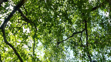 Fotoğraf d 'une vue d' en haut d 'un arbre de bouleau