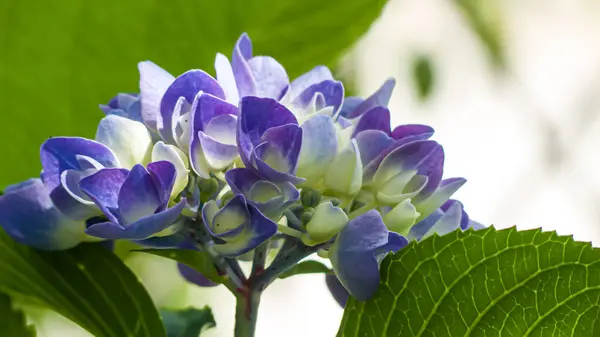 Fotoğraf d 'une hortensia en floraison
