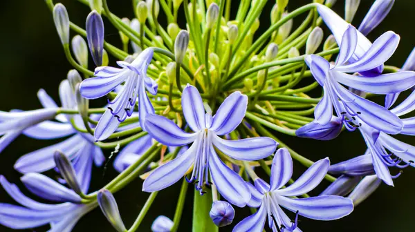 Fotoğraf d 'agapanthes bleues